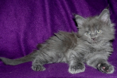 Hellcat_06W (1)