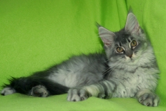 Jadis_15W (1)