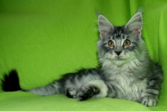 Jasper_15W (1)