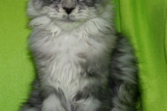 Jasper_15W (2)