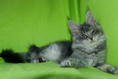 Jesiba_15W (1)