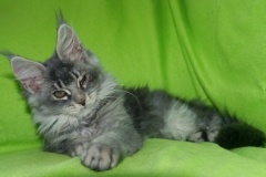 Jesiba_15W (3)