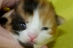 Kelaino_01W (1)