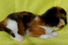 Kelaino_01W (2)