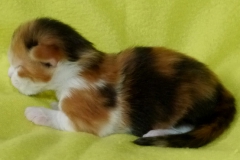 Kelaino_01W (3)