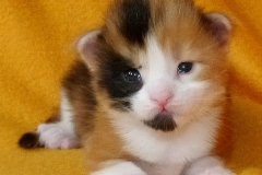 Kelaino_02W (1)