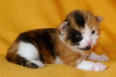 Kelaino_02W (2)