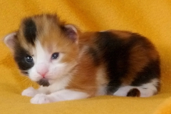 Kelaino_02W (3)