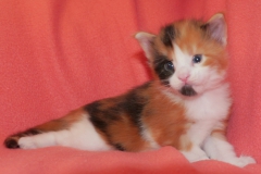Kelaino_03W (1)