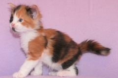 Kelaino_04W (3)