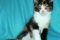 Kerketo_10W (1)