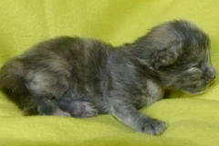 Kishar_01W (2)